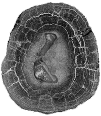image of ferromanganese nodule cross-section, courtesy Dr. Frank Manheim, USGS.