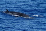 Minke Whale swimming in water