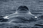 bowhead whale in water
