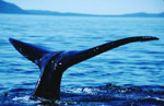 Bowhead whale fluke, with tail shown above water