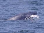 Brydes whale calf in the water