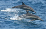Two Long-beaked Common Dolphins leaping out of water in tandem
