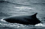 Fin whale swimming