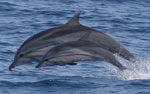 Two Striped Dolphins jumping out of water in tandem
