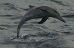 Rough Toothed Dolphin jumping out of water