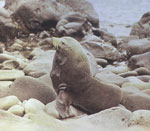 Guadalupe fur seal sitting on rocks
