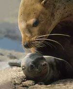Two Stellar Sea Lions on the sand