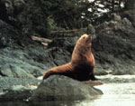 Stellar Sea Lion sitting on a rock in the water