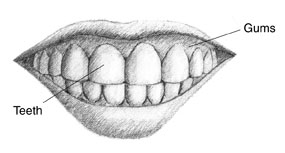 Drawing of a mouth with the teeth and gums labeled