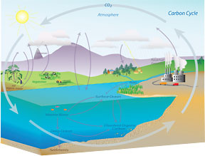 Global Carbon Cycle schematic