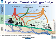 Terrestrial nitrogen cycle designed for incorporation into GFDL’s Earth System Model