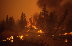 Image of 1988 Yellowstone ground fire