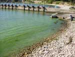 An alga bloom with high concentration of microcystin toxin is visible at the shore line