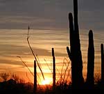 Sunset creates a silhouette of cacti in the Arizona desert.