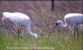 This year, for the first time in history, two hand-reared whoopers bred in the wild and produced two chicks without any intervention from humans.