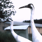 Whooping Crane Pair