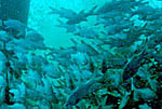 Commercial offshore sea cage stocked with Pacific threadfin