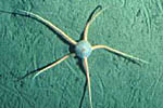 A brittle star on the bottom of the Chukchi Sea
