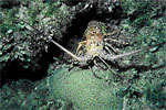 A Caribbean spiny lobster, Panulirus argus, in its reef habitat.