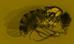Drosophila melanogaster: Fruit Fly