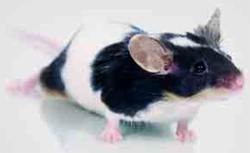 Mus musculus: Mouse