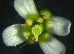Arabidopsis thaliana: Mustard Plant