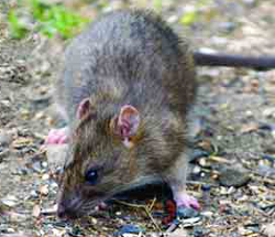 Rattus norvegicus: Rat