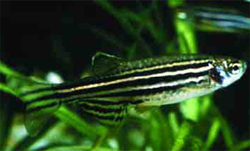 Danio rerio: Zebrafish