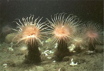 Cerianthid anemone forest that provides complex habitat for fish