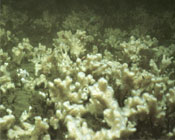 Dense sponges provide habitat and protection for fish.