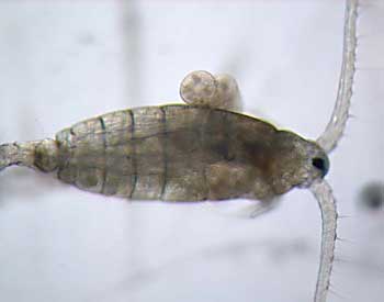 After Tom Bridgeman punctured the shells of a few copepods, they developed growths which resemble the cysts in the male copepodphoto shown above.
