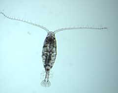 A healthy female copepod from Lake Michigan. Its body is just over 1mm long.