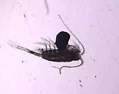 A male copepod taken from the lake with a cyst growing from its carapace.