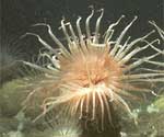 Cerianthid anemone forest provides complex habitat for fish