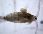Image of male copepod showing cyst on its carapace