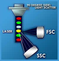 Side Light Scatter (SSC) is the light scattered to the side or perpendicular to the axis the laser light is traveling