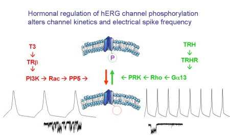The figure depicts a single hERG ion channel protein in the surface membrane under two conditions: phosphorylated and dephosphorylated. The consequences of phosphorylation on channel activity and cell excitability are depicted underneath. The phosphorylated channel closes quickly and results in more frequent electrical spikes. In contrast, the dephosphorylated channel closes more slowly and delays the onset of subsequent spikes.