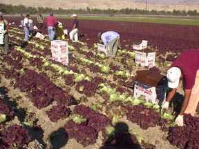 photo of farm workers picking produce