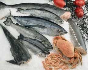 photo of various fish on ice