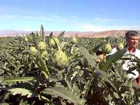 photo of an artichoke field
