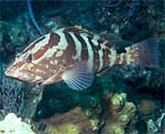 Adult Nassau grouper at a cleaning station on a coral reef.