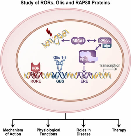 The Cell Biology Group studies the mechanism of action and physiological function of the ROR nuclear receptors, the Krüppel-like zinc finger proteins Gli1-3 and the ubiquitin-interacting motif containing protein RAP80. In addition, the roles of these proteins in cancer, inflammatory disease, diabetes and renal disease are being investigated. Study of these proteins might lead to new therapeutic strategies.