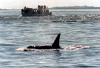 killer whale swimming near a whale-watching boat