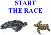 Start the Race graphic, with turtles