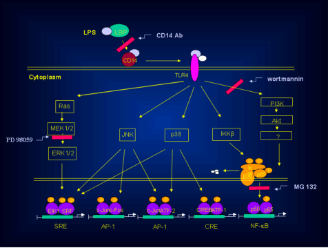 Role of NFkB and p44/42 pathways in lipopolysaccharide-induced increase of anandamide synthesis in RAW264.7 macrophages