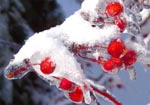 frozen crabapples in Fairfield County, Ohio (NRCS photo by Mike Monnin) -- click to enlarge