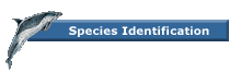 Species Identification