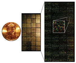 With DNA microarrays, researchers are beginning to unravel the complexities and highlight the unique genetic features of the 30-plus forms of lymphoma. Image credit: Louis Staudt, NCI.