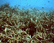 staghorn coral thicket