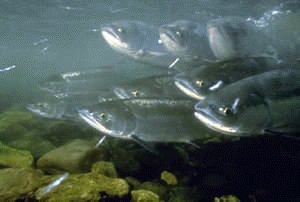 underwater photo of chum salmon